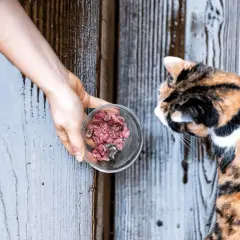 Serca drobiowe dla kota: surowe czy gotowane? Ekspert radzi!