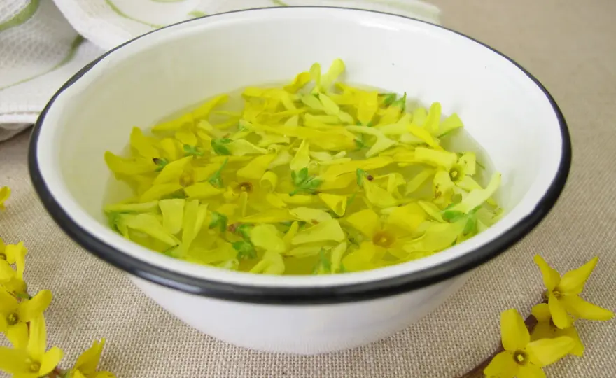Syrop z forsycji - przepis, proporcje, sekrety smaku